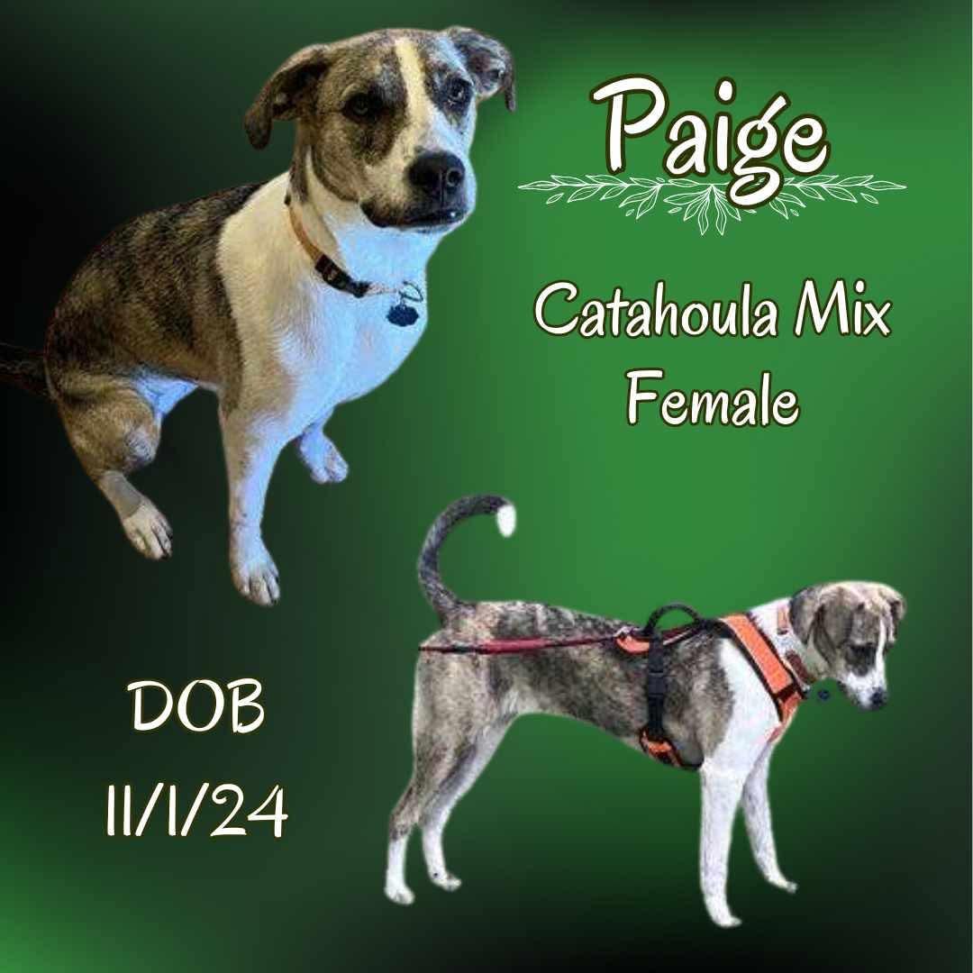 Paige, an adoptable Catahoula Leopard Dog Mix in Suffern, NY_image-1