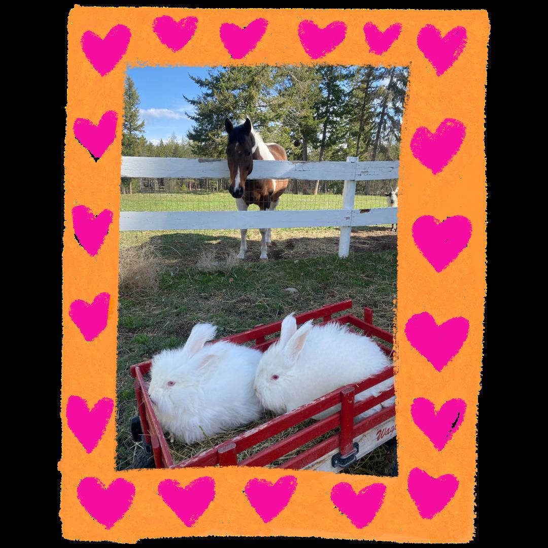 Enlarge Jill, a Adoptable Angora Rabbit in Kimberley, BC image 1/4