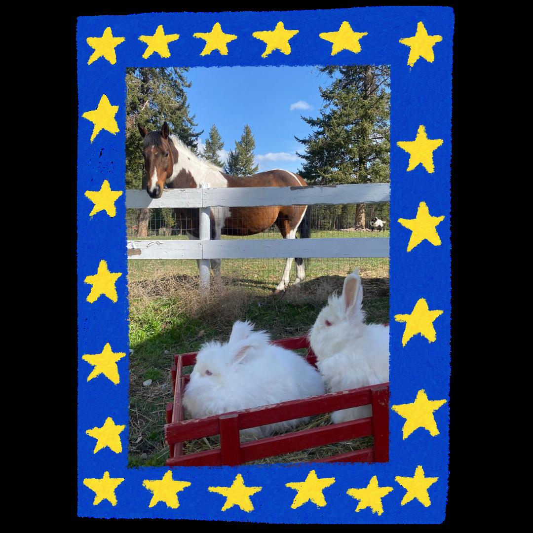 Enlarge Jill, a Adoptable Angora Rabbit in Kimberley, BC image 2/4