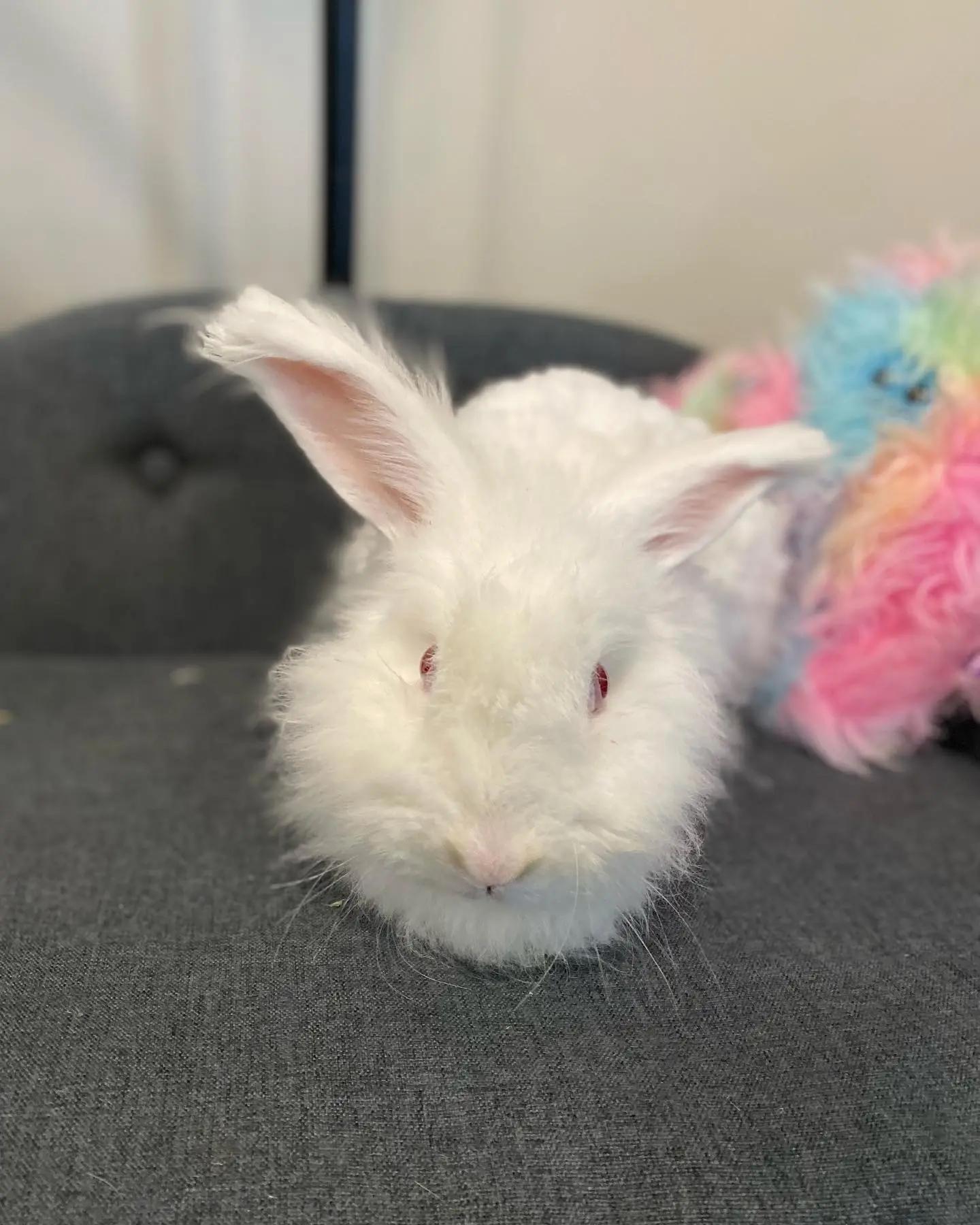 Enlarge Jill, a Adoptable Angora Rabbit in Kimberley, BC image 3/4