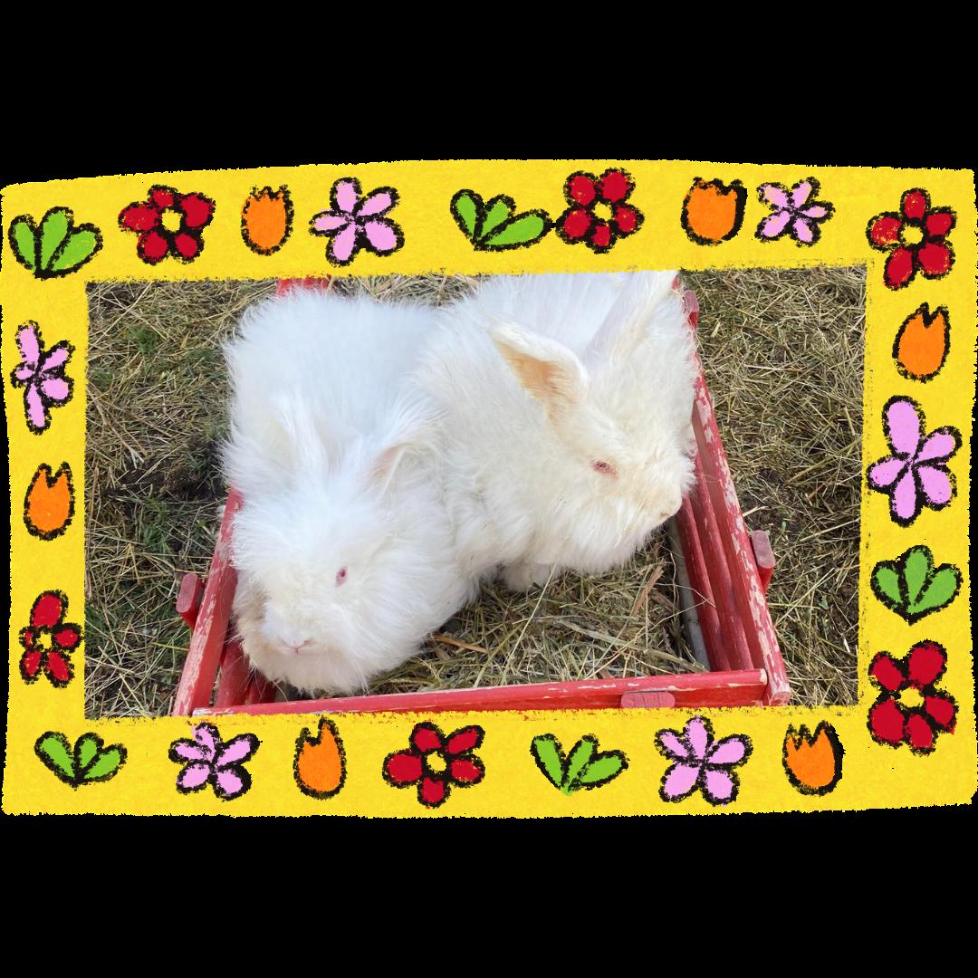 Enlarge Jill, a Adoptable Angora Rabbit in Kimberley, BC image 4/4