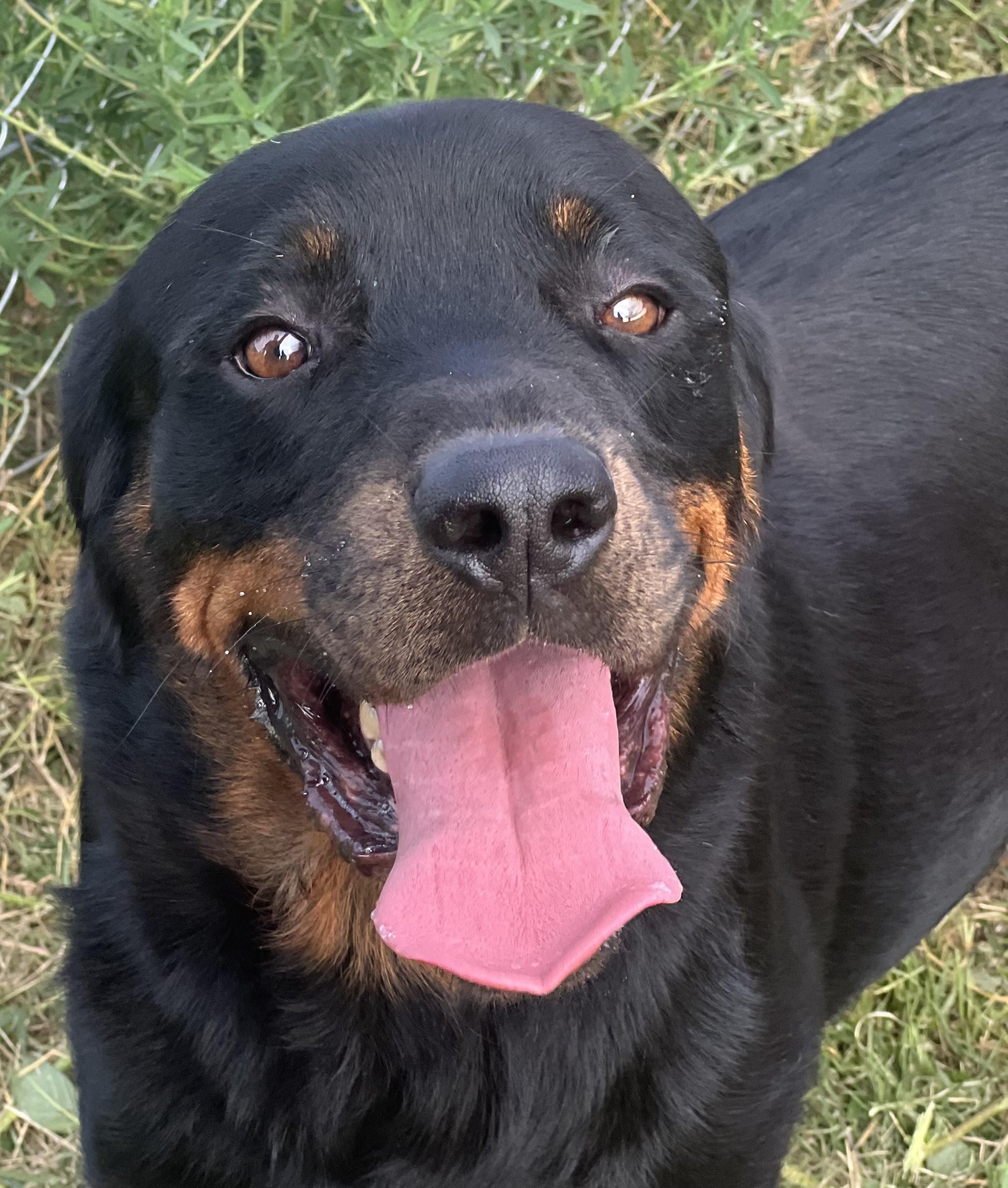 Grizzly — thumbnail 2