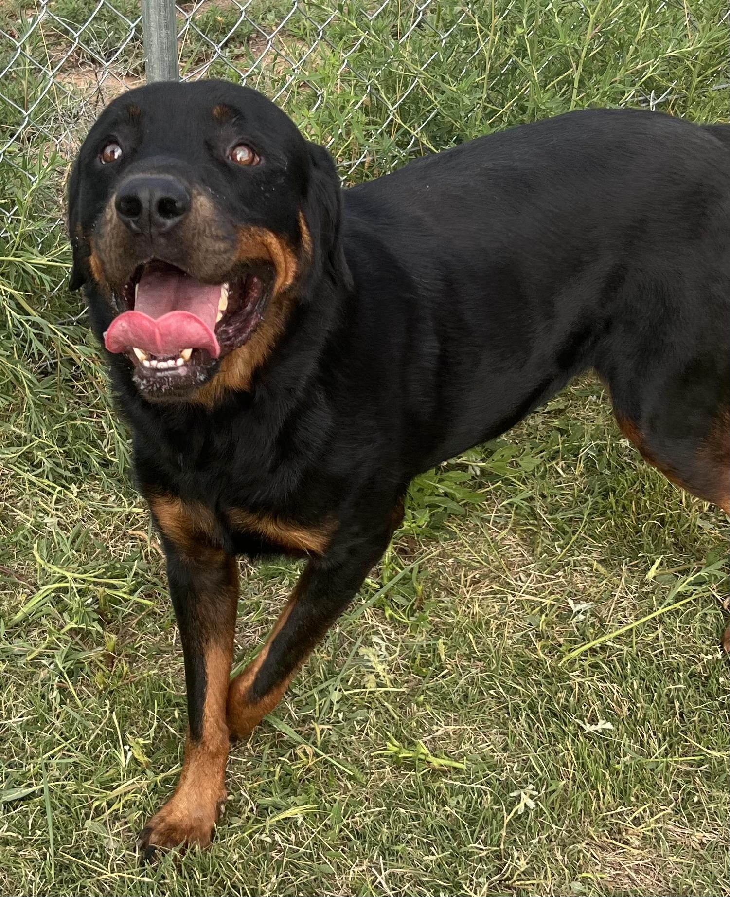 Grizzly — thumbnail 3