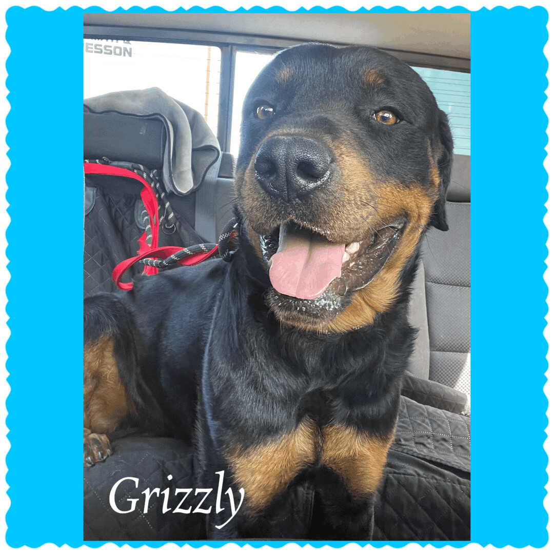 Grizzly — thumbnail 4