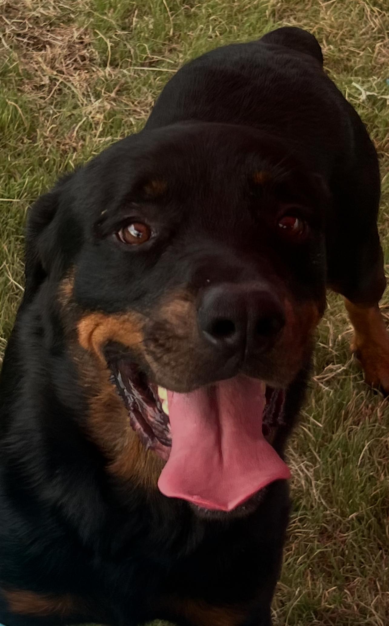 Grizzly — thumbnail 5