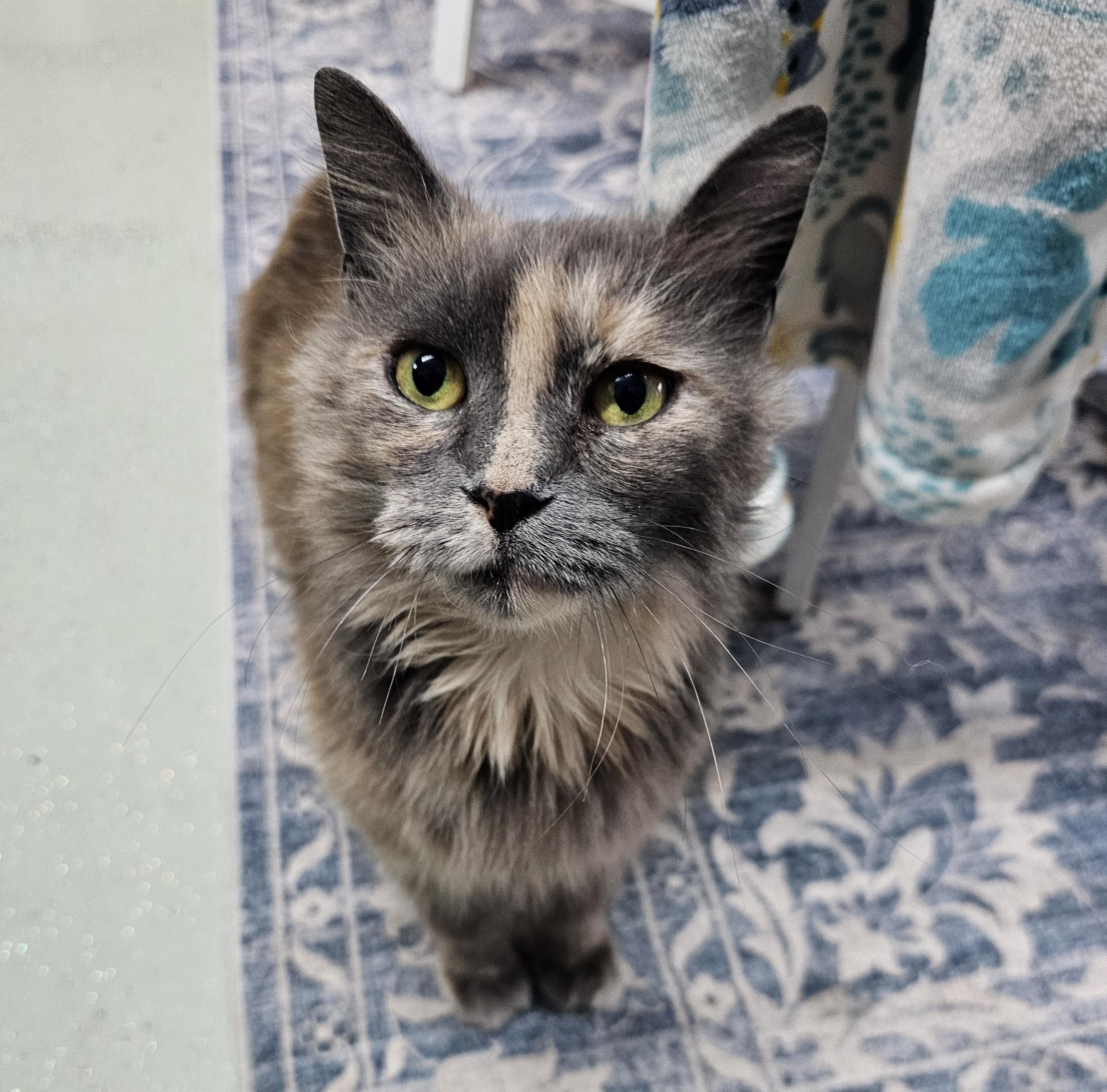 Anna, ADOPTABLE, Adult Female Domestic Medium Hair.