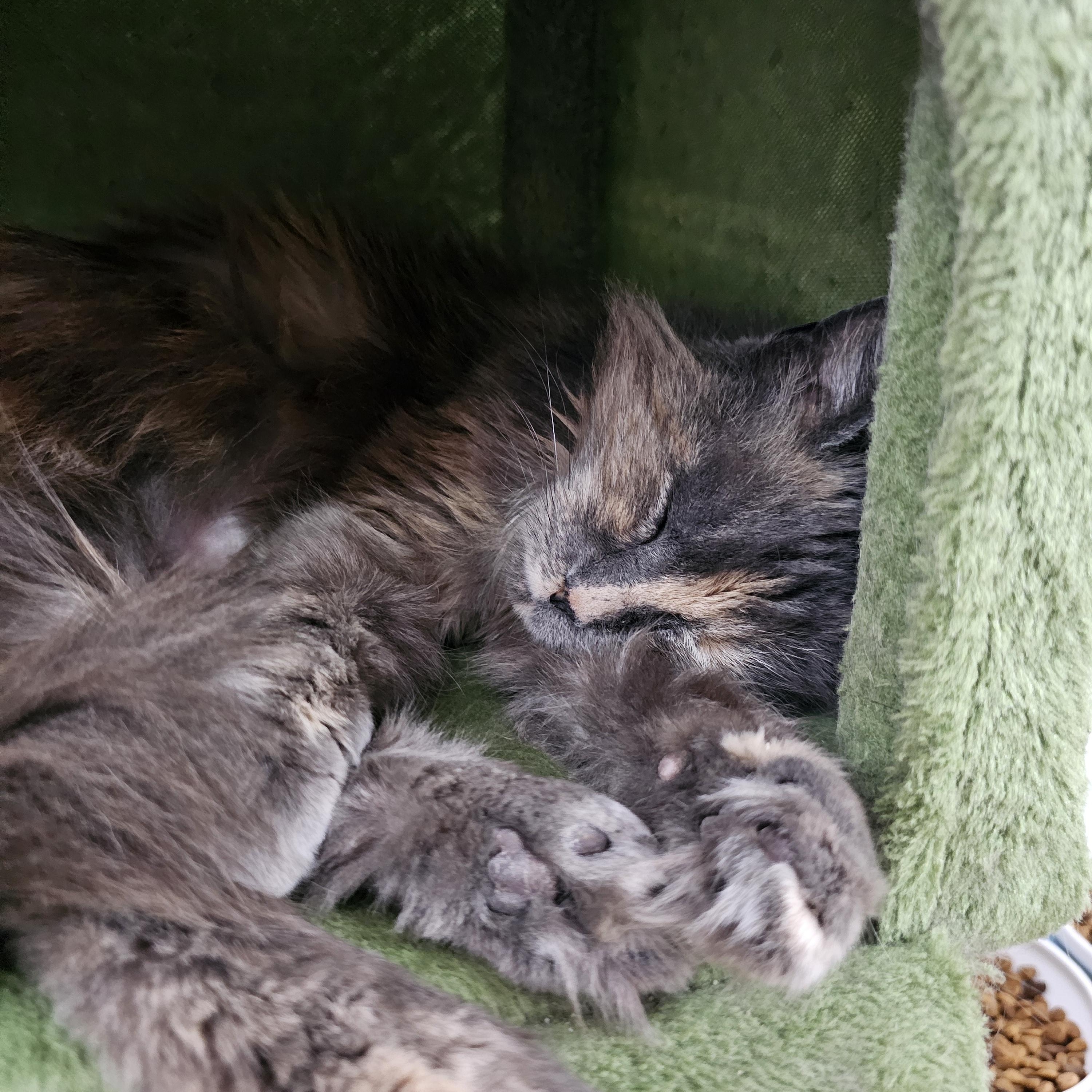 Enlarge Anna, a ADOPTABLE Domestic Medium Hair in Toledo, OH image 2/2