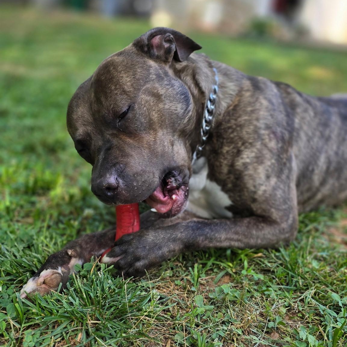 Cepheus, Young Male Staffordshire Bull Terrier