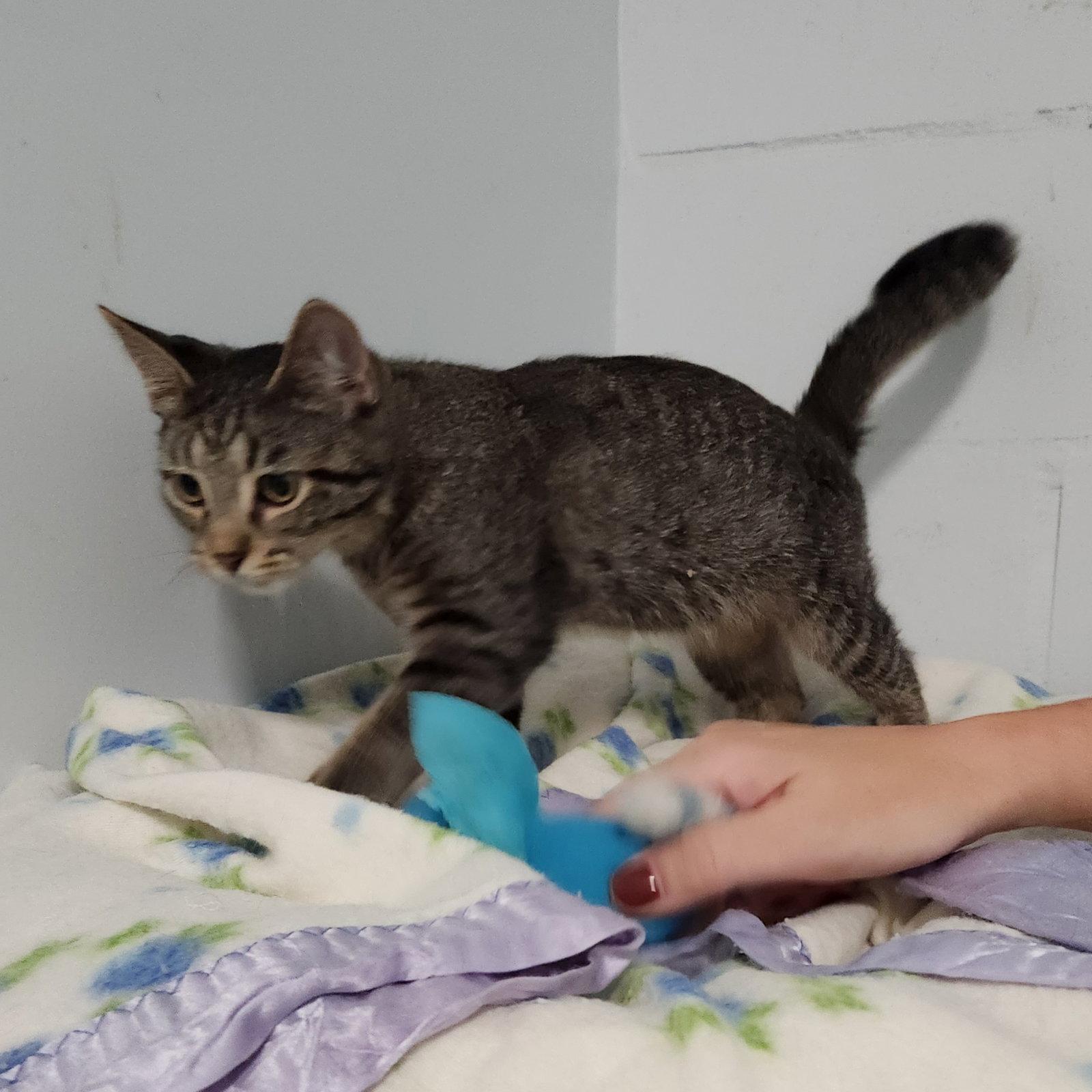 Ernie, Adoptable, Young Male Domestic Short Hair & Tabby.
