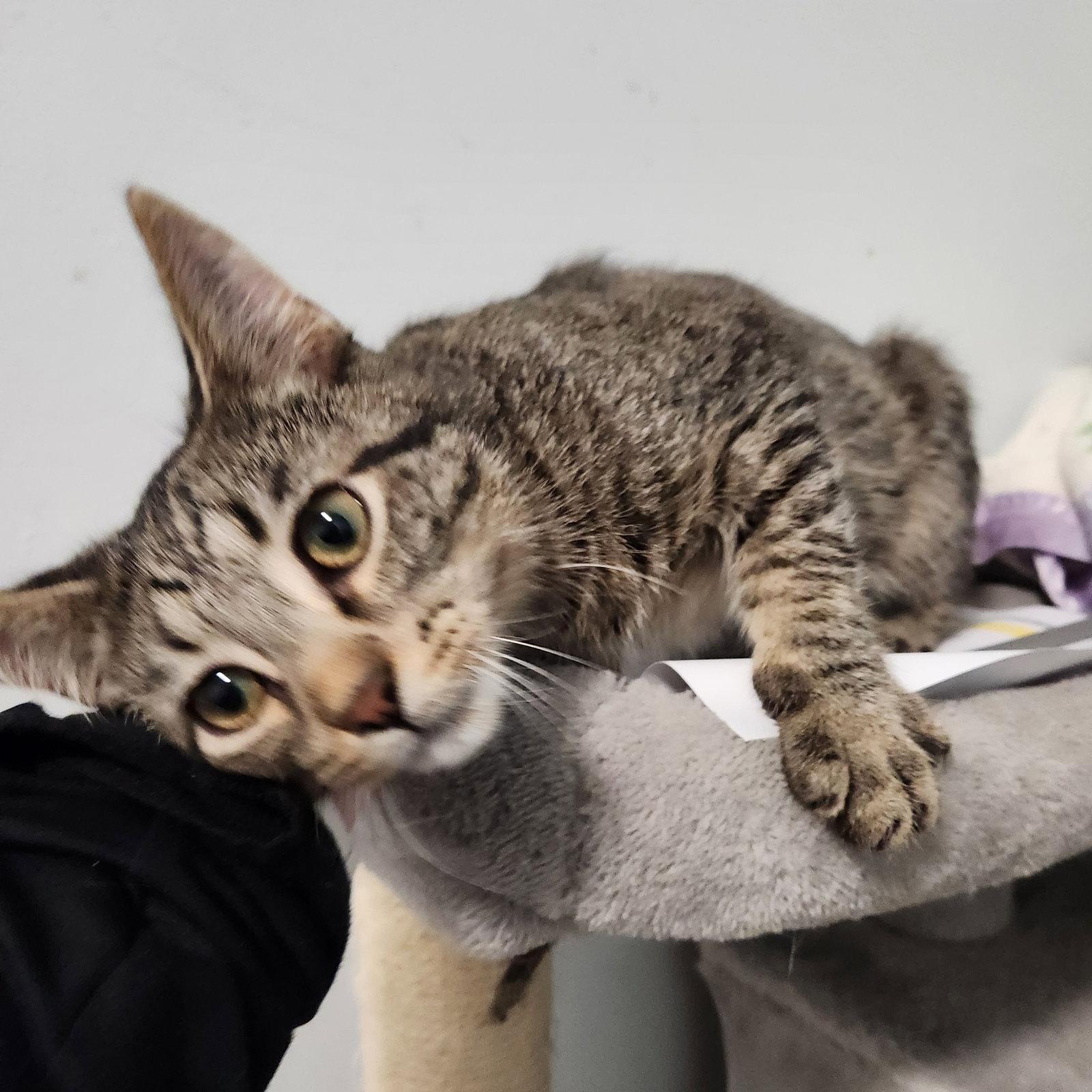 Enlarge Ernie, a Adoptable mixed breed in Greenfield, IN image 2/3