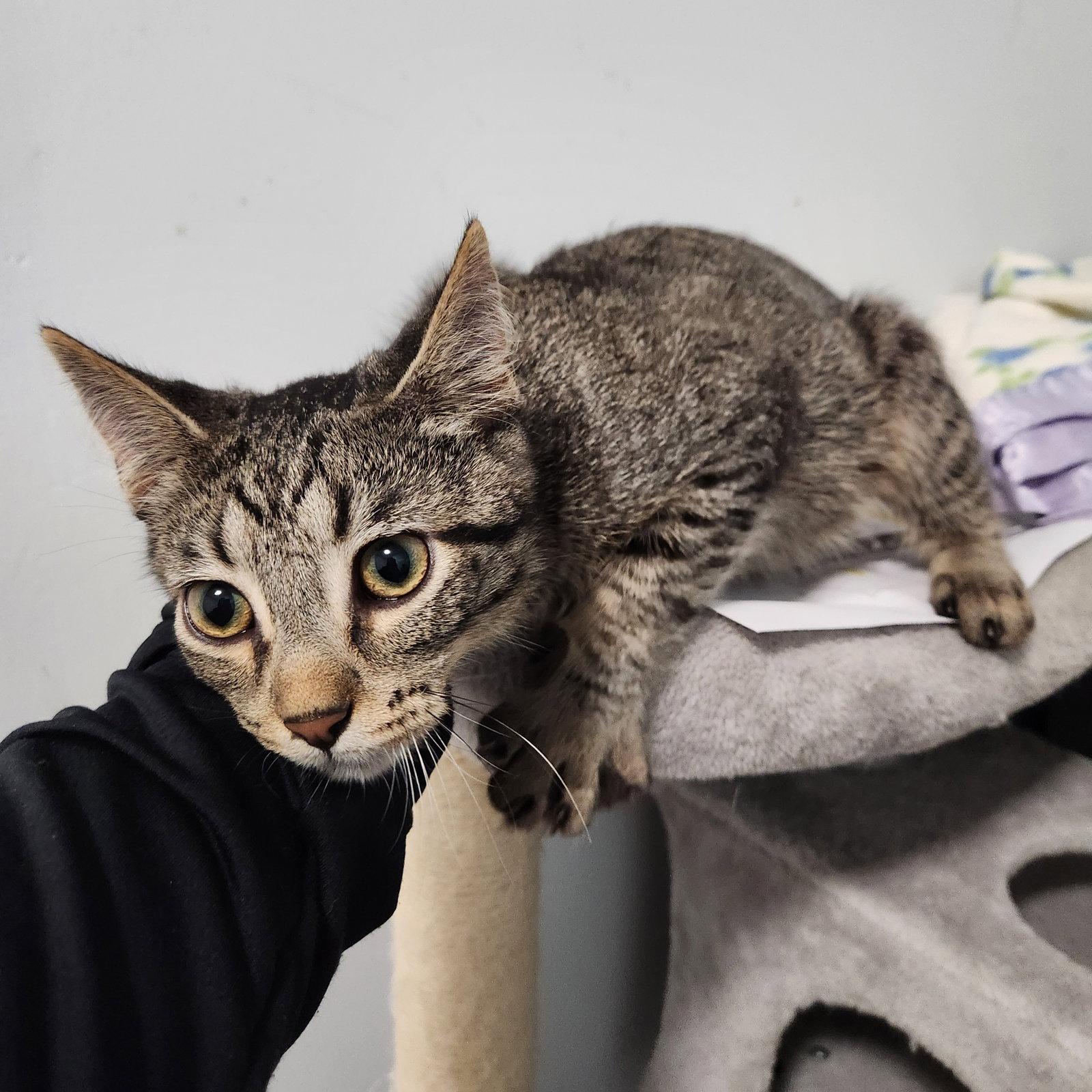 Enlarge Ernie, a Adoptable mixed breed in Greenfield, IN image 3/3