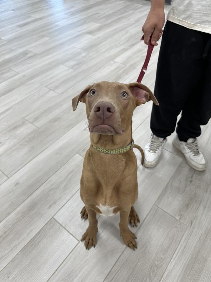 Enlarge Max Velocity , a ADOPTABLE Doberman Pinscher in Maidens, VA image 1/3