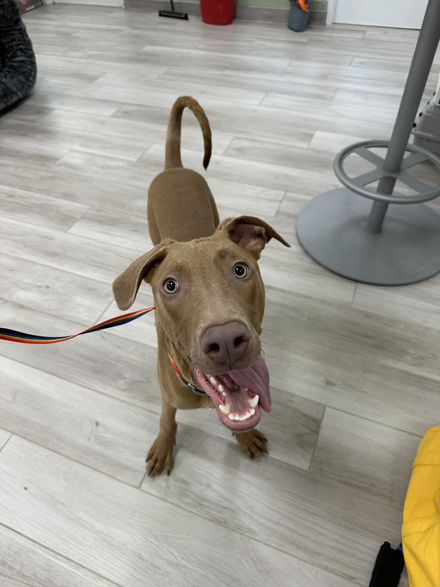 Enlarge Max Velocity , a ADOPTABLE Doberman Pinscher in Maidens, VA image 3/3