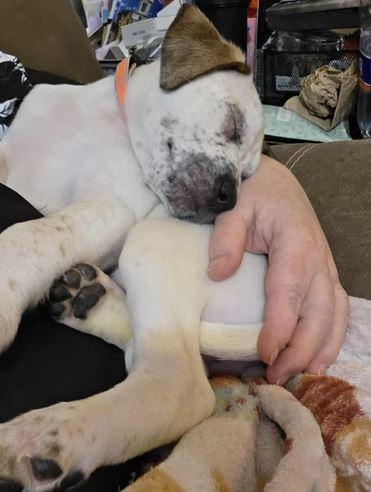 Enlarge Frost, a ADOPTABLE mixed breed in Shinnston, WV image 3/3