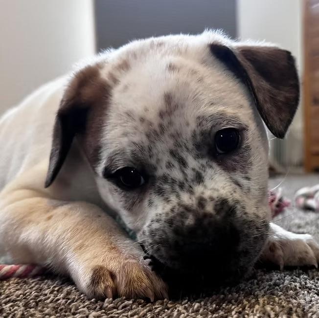 Frost, ADOPTABLE, Puppy Male Pit Bull Terrier & Hound.