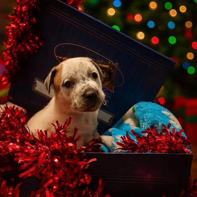 Enlarge Frost, a ADOPTABLE mixed breed in Shinnston, WV image 2/3