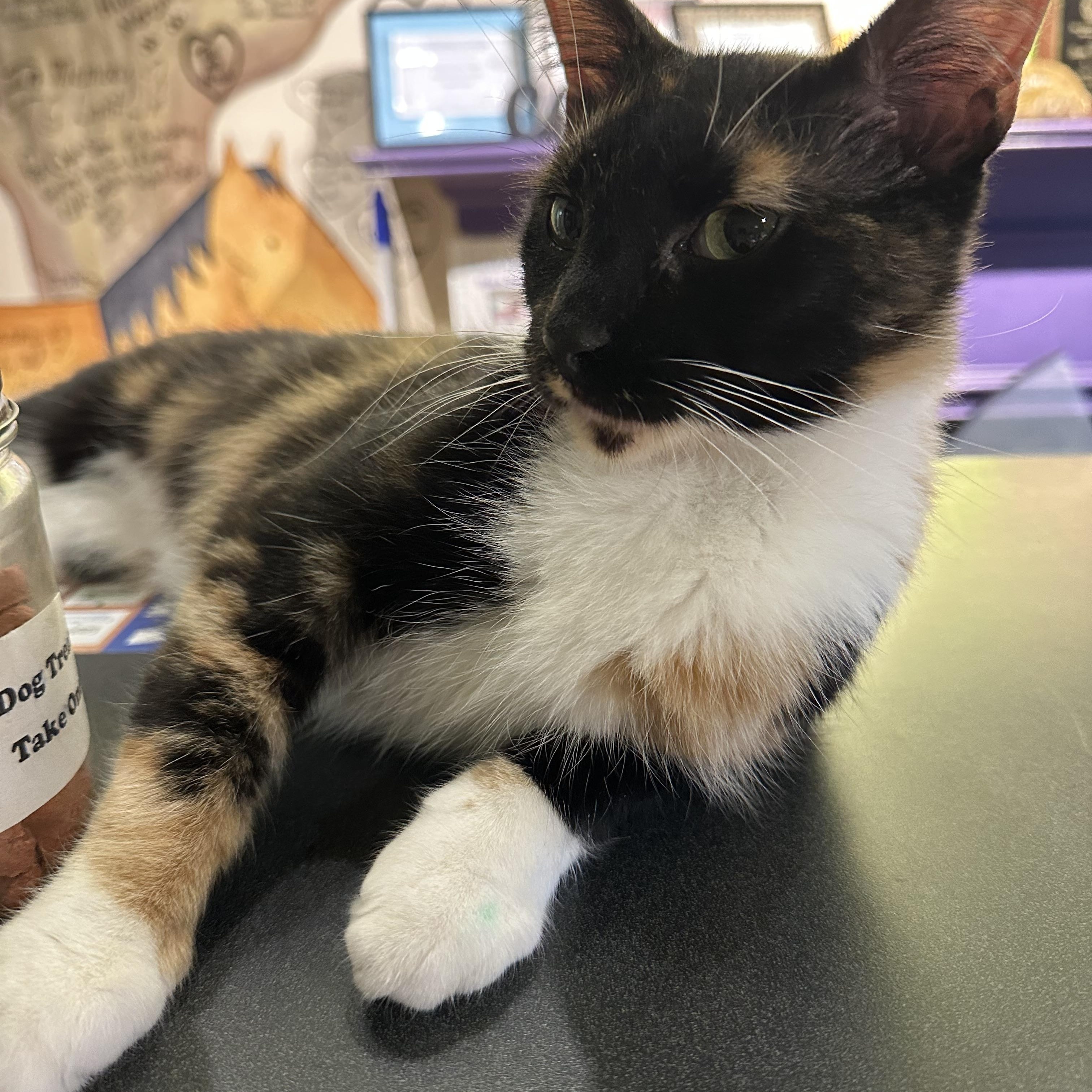 Pinto, a Adoptable Domestic Short Hair in Richmond, VA image 4/6