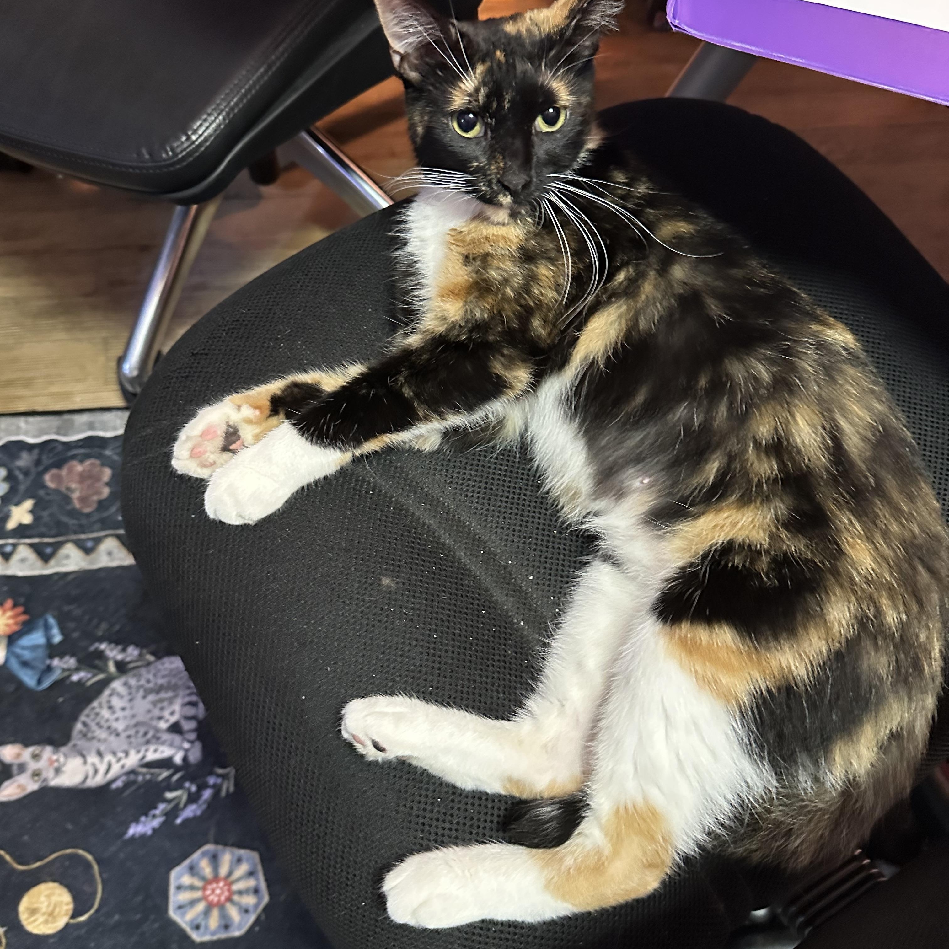 Pinto, a Adoptable Domestic Short Hair in Richmond, VA image 2/6