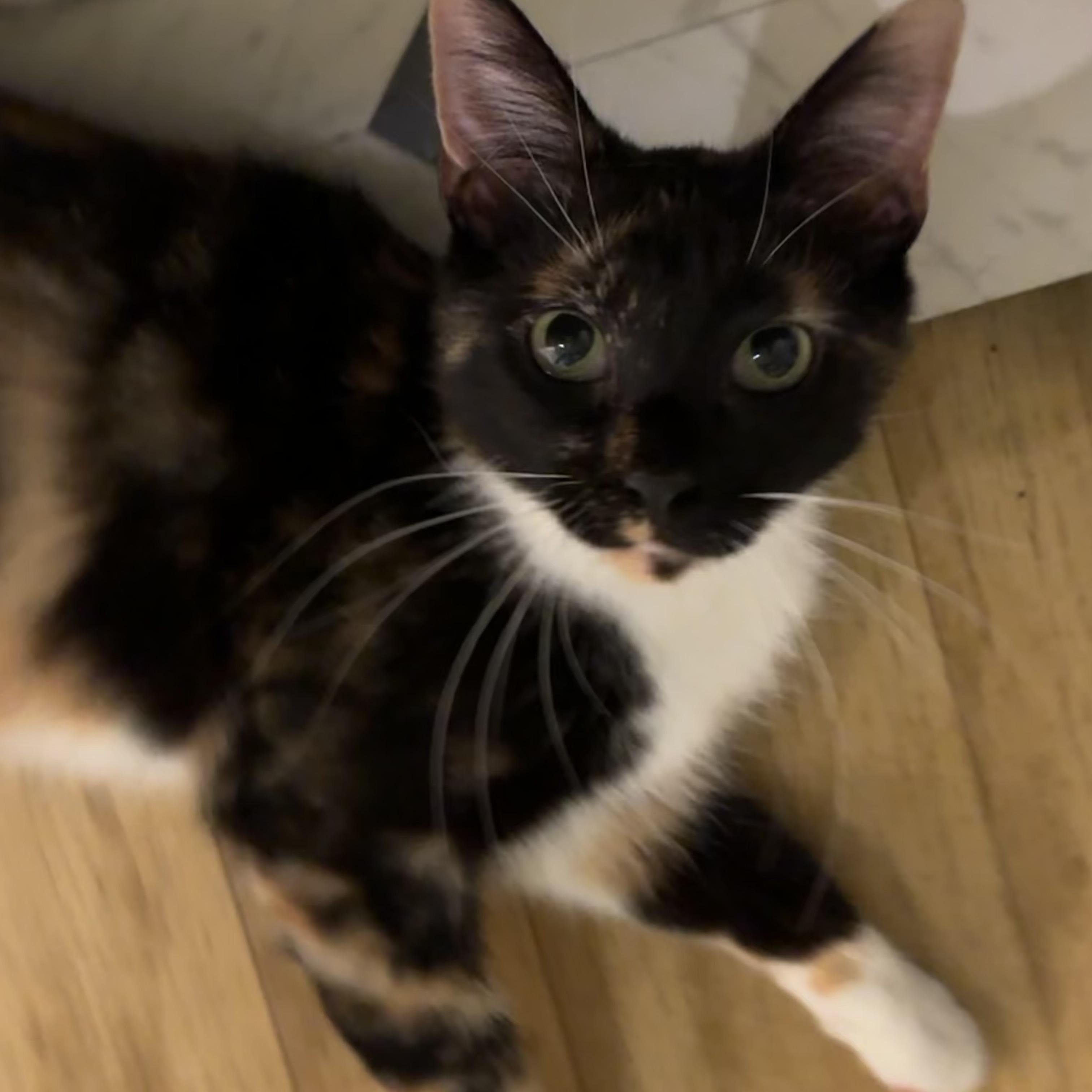 Pinto, a Adoptable Domestic Short Hair in Richmond, VA image 1/6