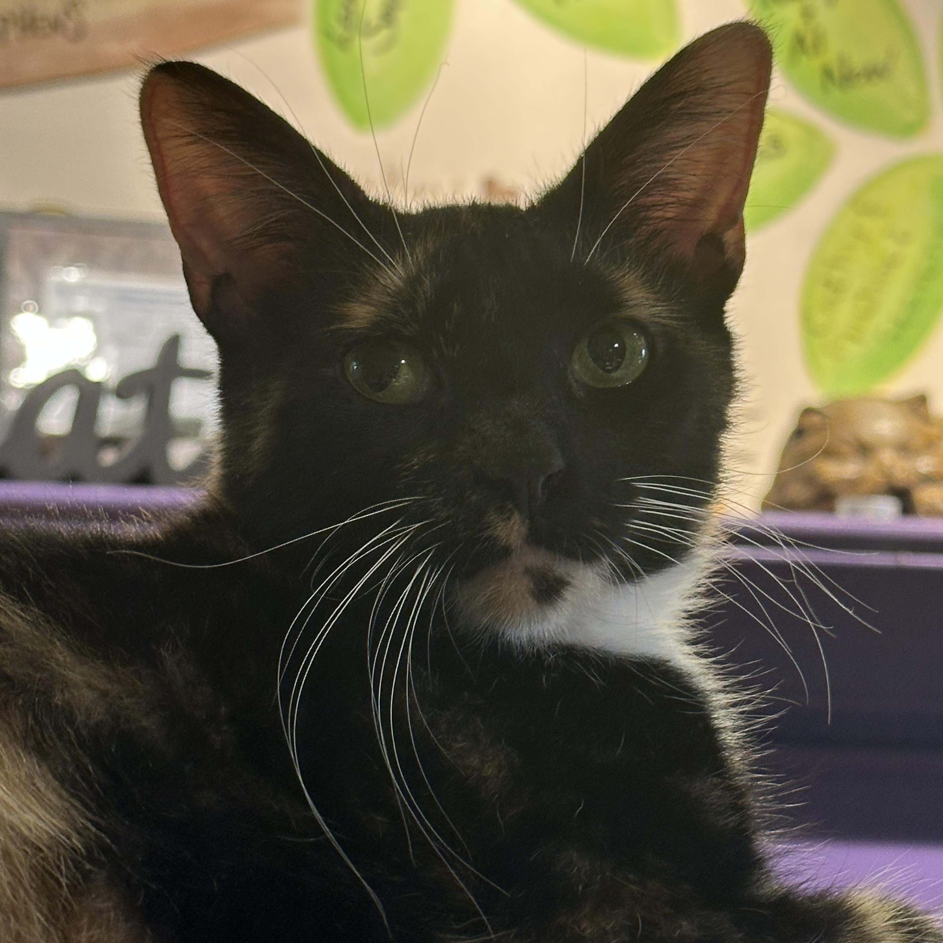 Pinto, a Adoptable Domestic Short Hair in Richmond, VA image 3/6