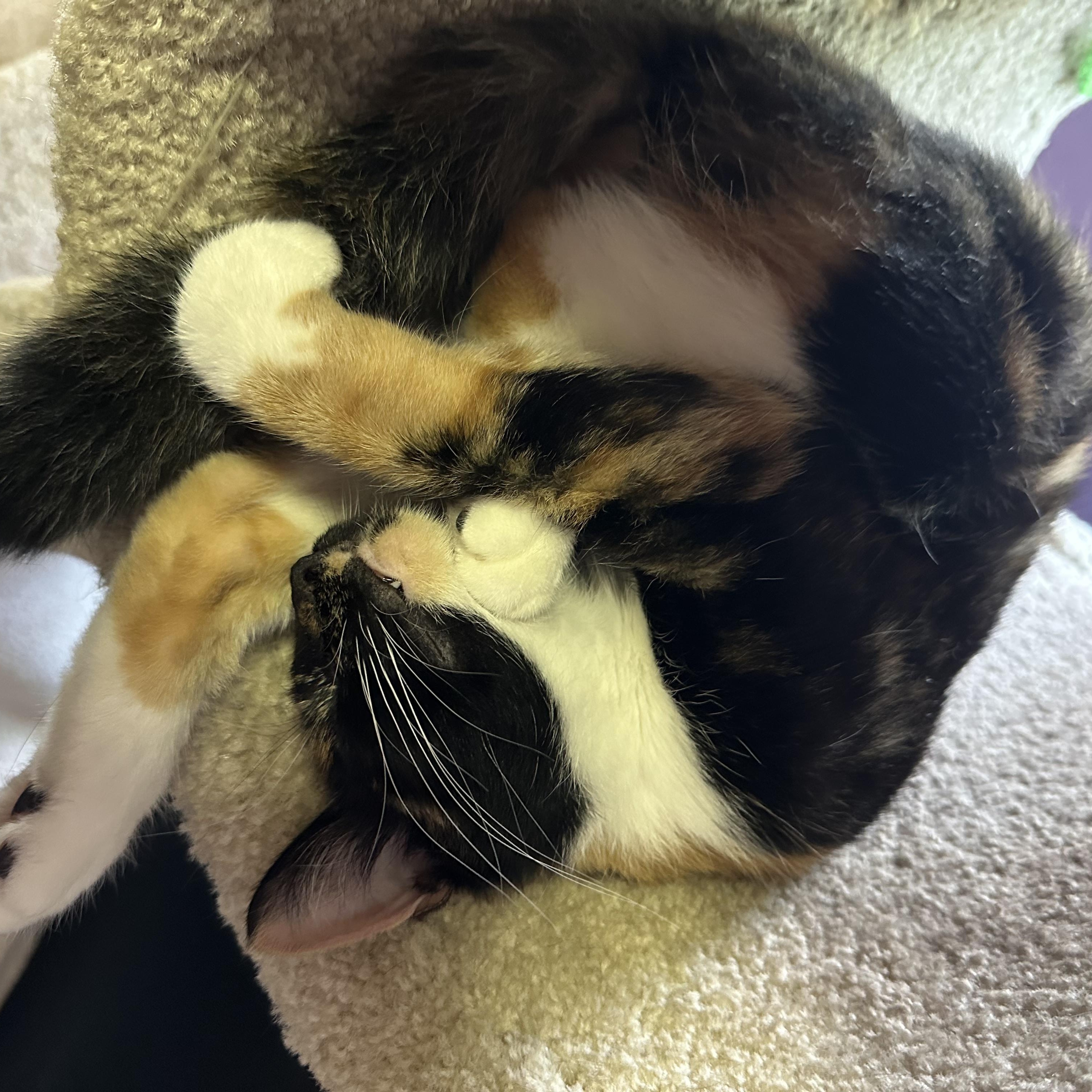 Pinto, a Adoptable Domestic Short Hair in Richmond, VA image 5/6