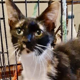 Pinto, a Adoptable Domestic Short Hair in Richmond, VA image 6/6