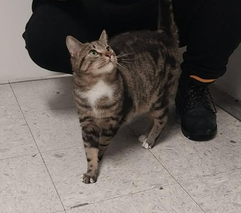 Ducky, Adoptable, Kitten Male Domestic Short Hair.