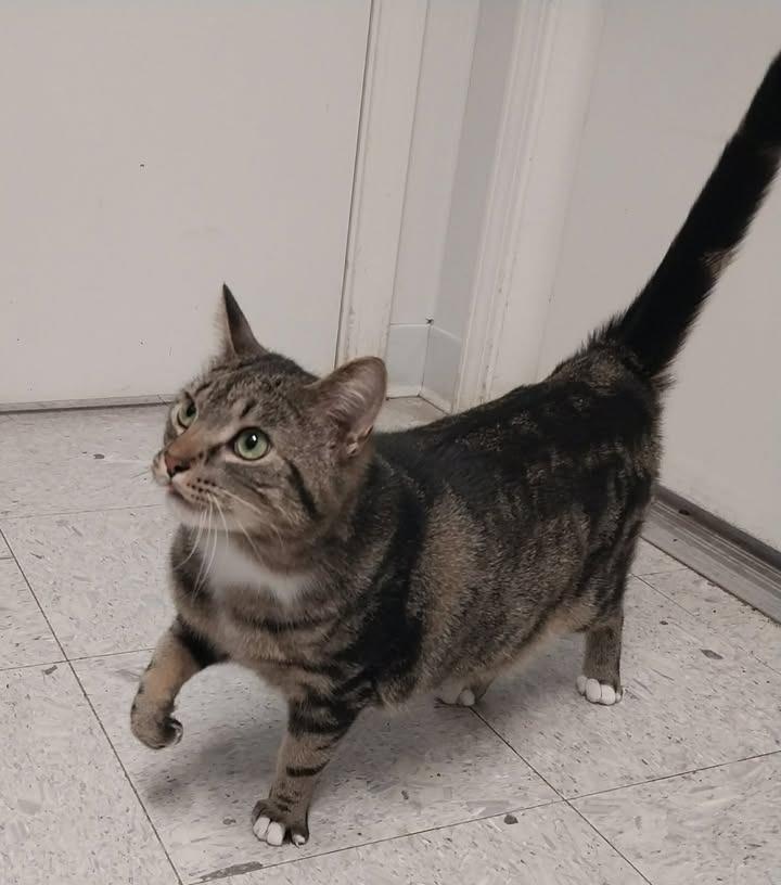 Ducky, a Adoptable mixed breed in Sandusky, OH image 2/2