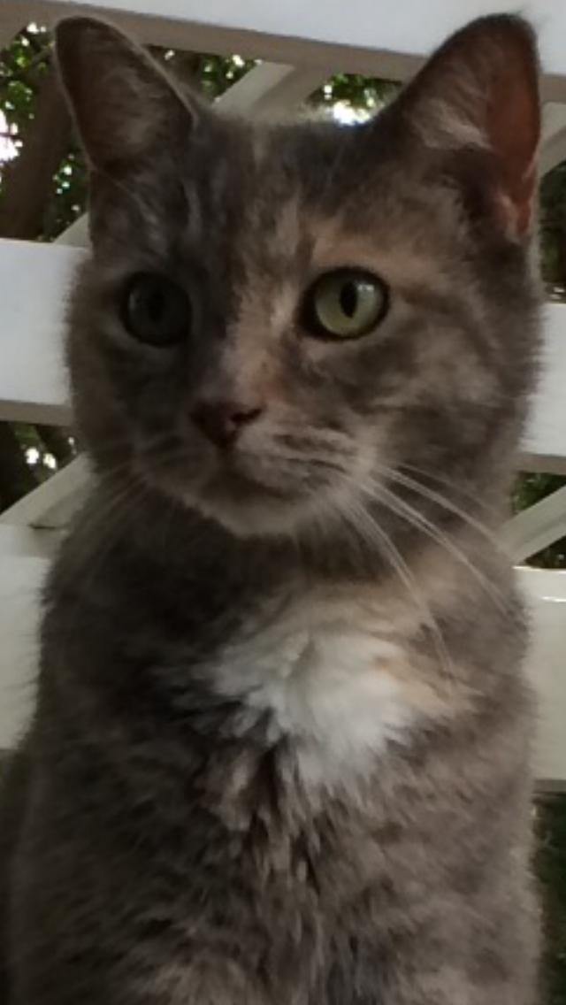 Kitty, a Adoptable Domestic Short Hair in Naples, FL image 1/3