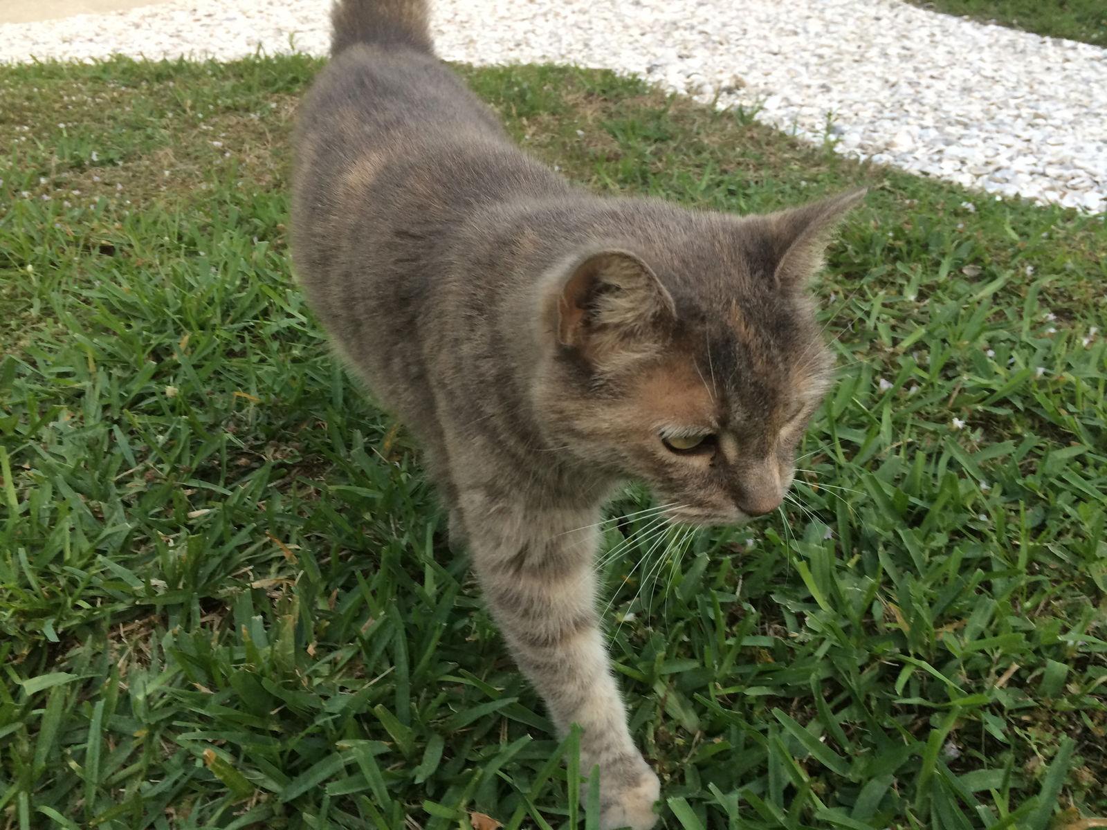 Kitty, a Adoptable Domestic Short Hair in Naples, FL image 2/3