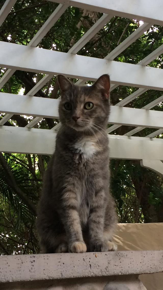 Kitty, a Adoptable Domestic Short Hair in Naples, FL image 3/3