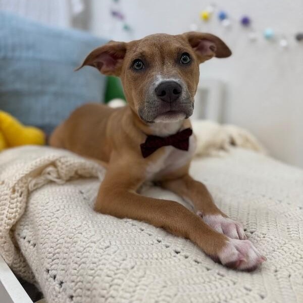 Enlarge Marley Sunshine, a Adoptable mixed breed in Bensalem, PA image 3/6