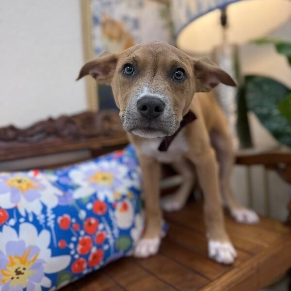 Enlarge Marley Sunshine, a Adoptable mixed breed in Bensalem, PA image 5/6