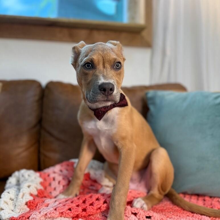 Enlarge Marley Sunshine, a Adoptable mixed breed in Bensalem, PA image 4/6