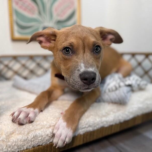 Enlarge Marley Sunshine, a Adoptable mixed breed in Bensalem, PA image 1/6