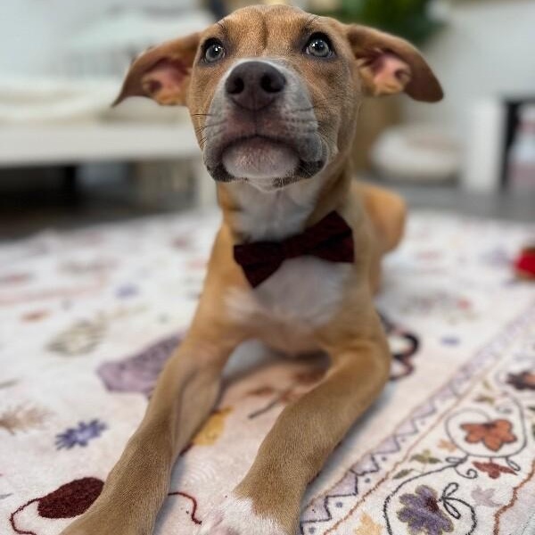 Enlarge Marley Sunshine, a Adoptable mixed breed in Bensalem, PA image 2/6