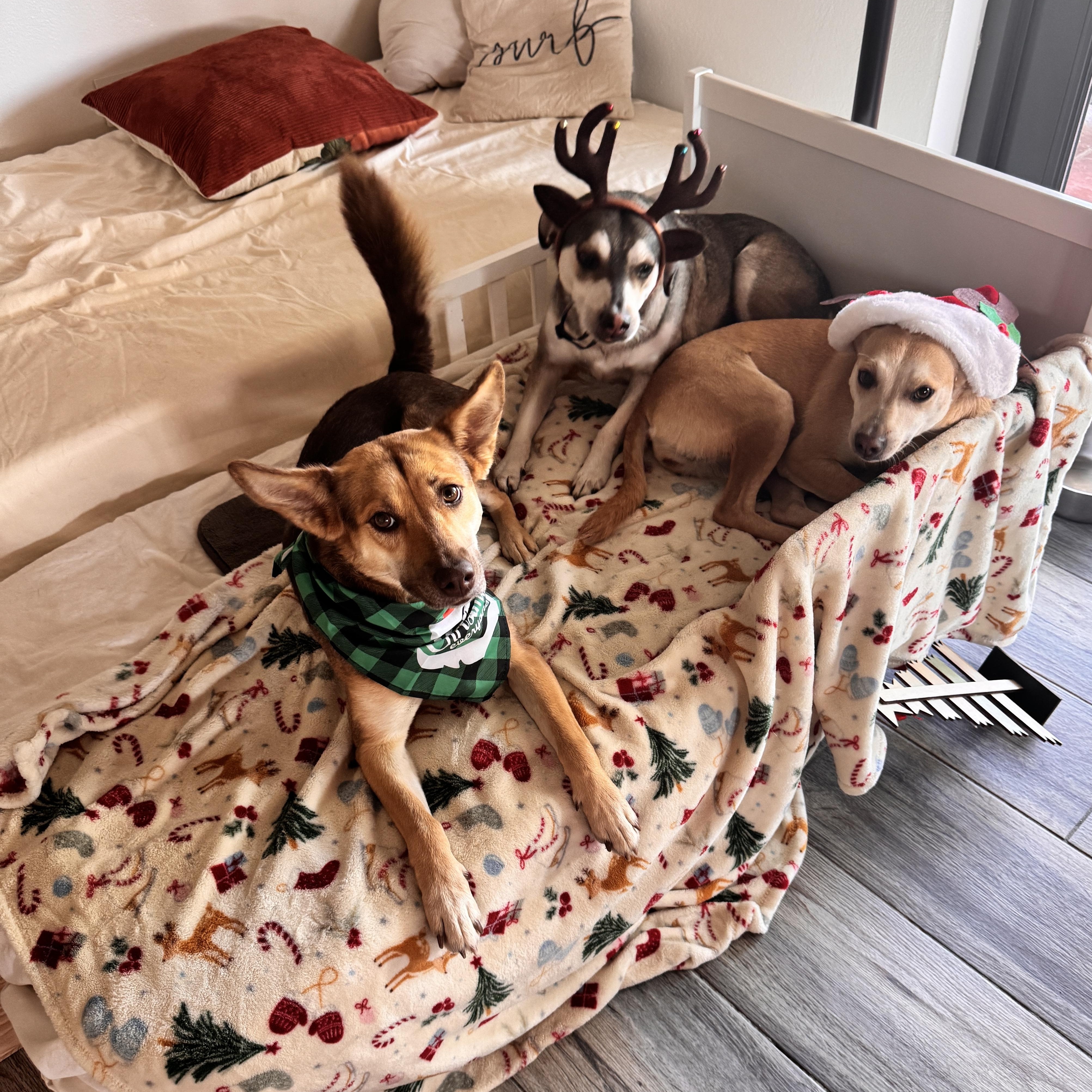 BB Bad Bunny, a Adoptable mixed breed in Rincon, PR image 2/3