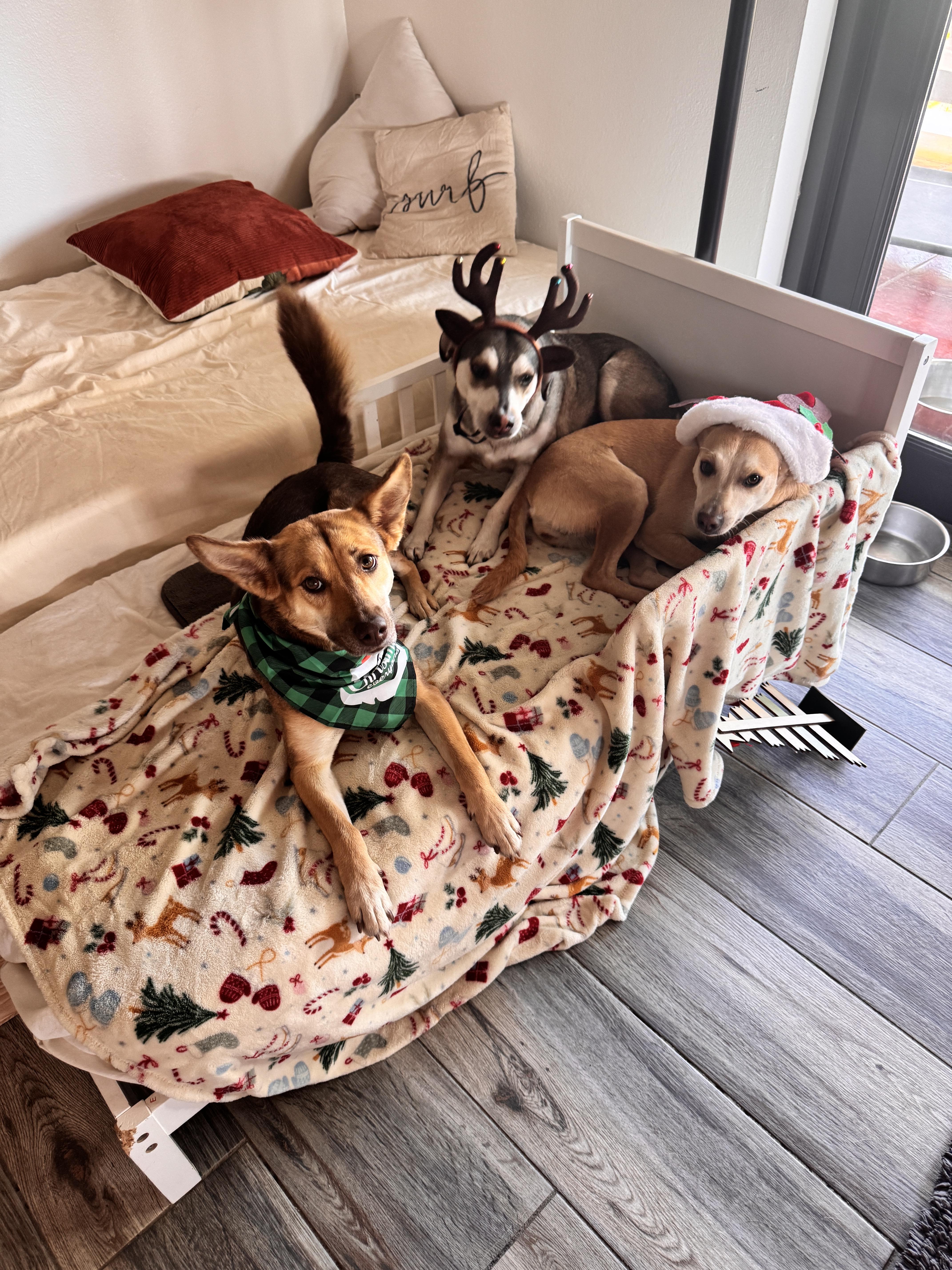 Enlarge BB Bad Bunny, a Adoptable mixed breed in Rincon, PR image 1/3