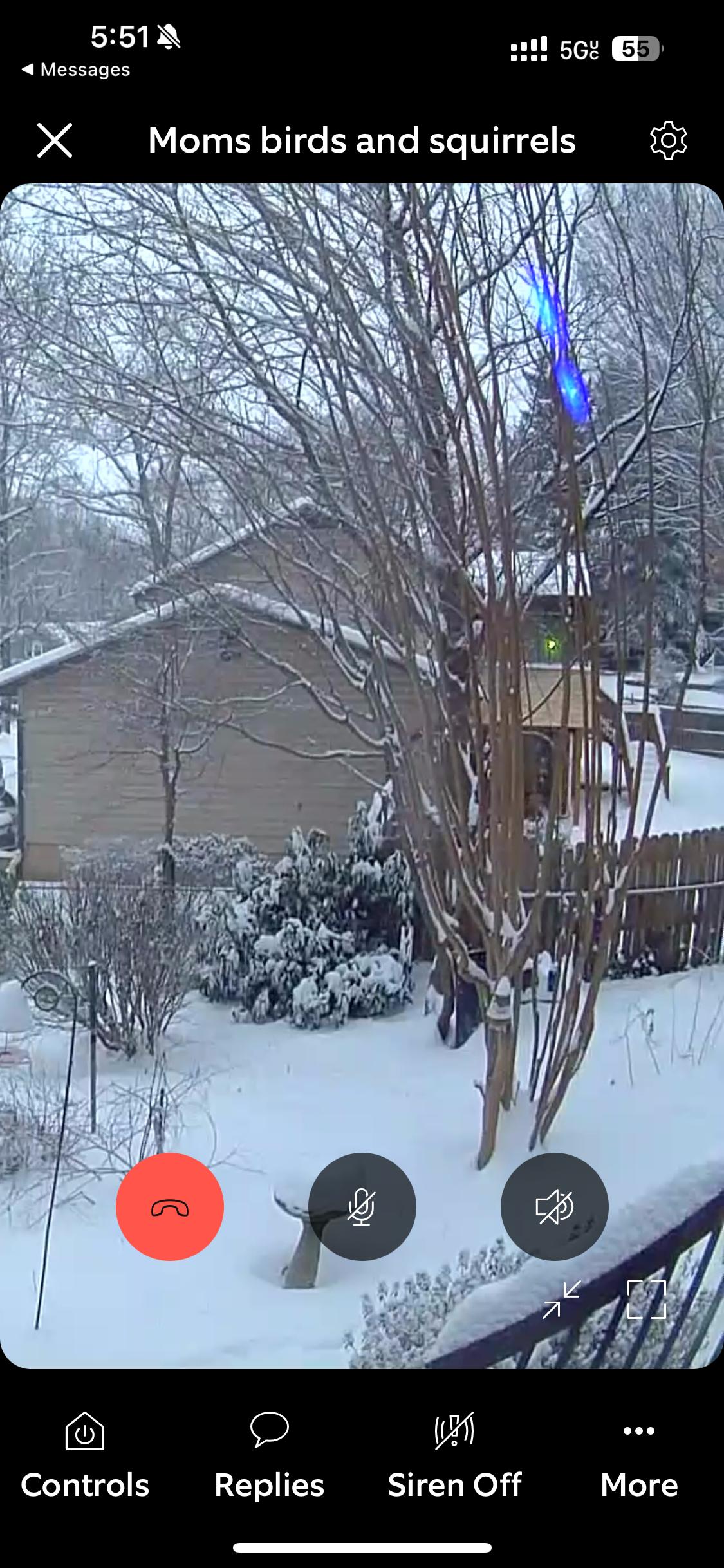 Enlarge BB Bad Bunny, a Adoptable mixed breed in Rincon, PR image 2/3