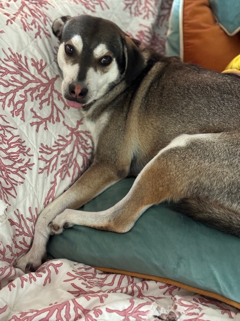 Enlarge BB Bad Bunny, a Adoptable mixed breed in Rincon, PR image 3/3