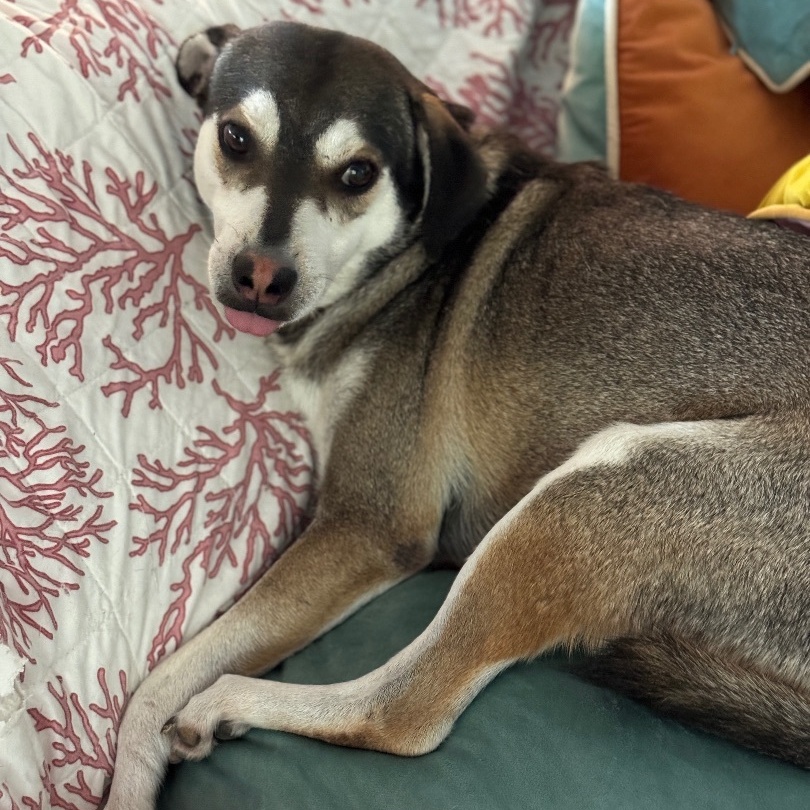 BB Bad Bunny, a Adoptable mixed breed in Rincon, PR image 1/3