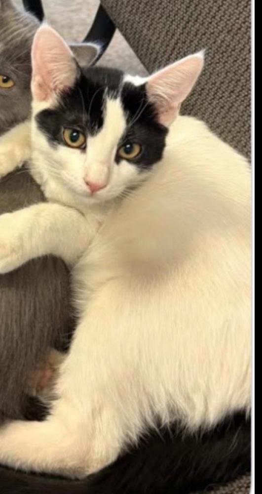 Squeaky, Adoptable, Adult Male Domestic Short Hair.