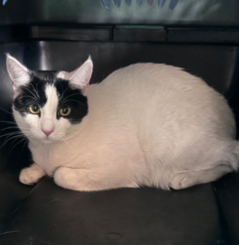 Enlarge Squeaky, a Adoptable mixed breed in Lafayette, CO image 2/2