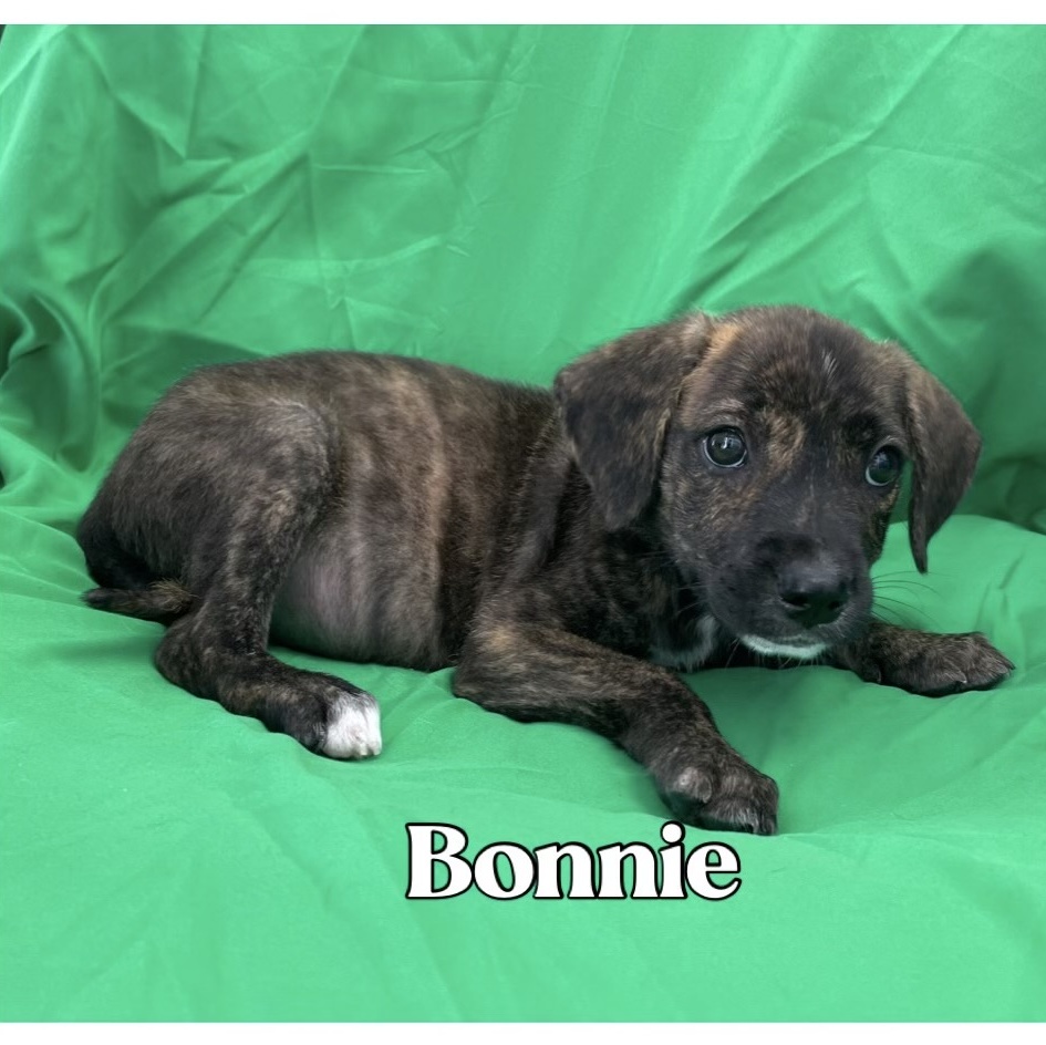 Bonnie
