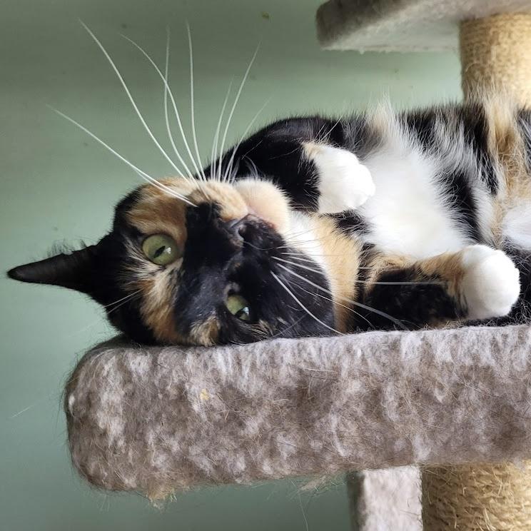 Sapphire, Young Female Calico