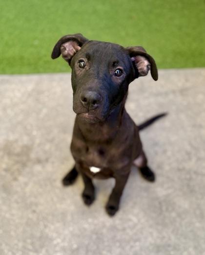 Rusty, Adoptable, Young Male Labrador Retriever & Mixed Breed.