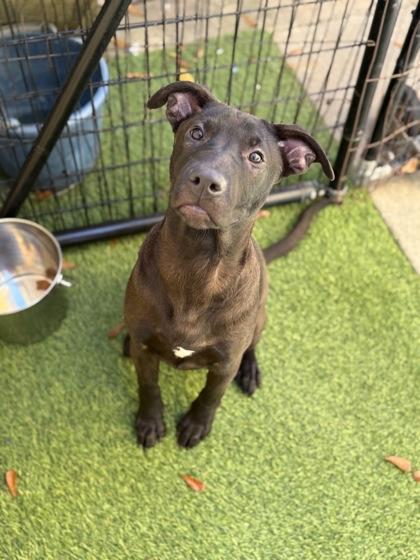 Enlarge Rusty, a Adoptable mixed breed in Picayune, MS image 1/3