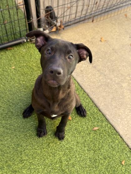 Enlarge Rusty, a Adoptable mixed breed in Picayune, MS image 2/3