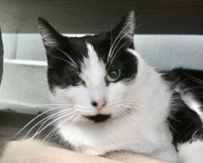 Couch Potato, Adoptable, Adult Female Domestic Short Hair.