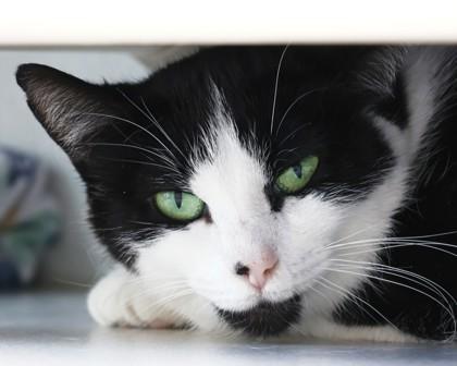 Enlarge Couch Potato, a Adoptable Domestic Short Hair in West Seneca, NY image 2/2